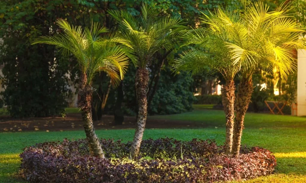 Landscaping lawn with palm trees on a green lawn
