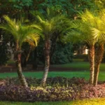 Landscaping lawn with palm trees on a green lawn