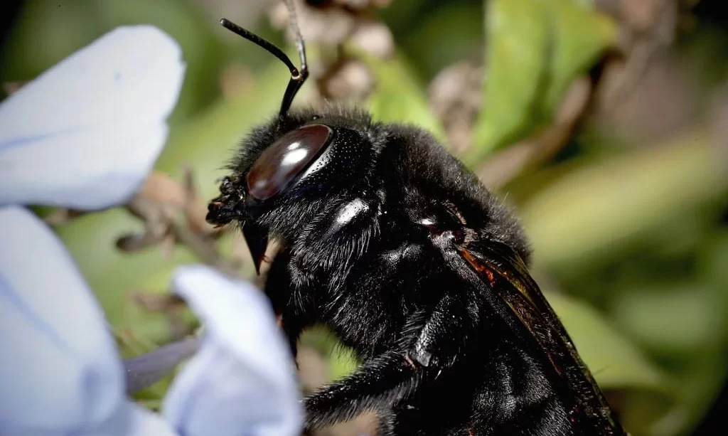 Large black bee