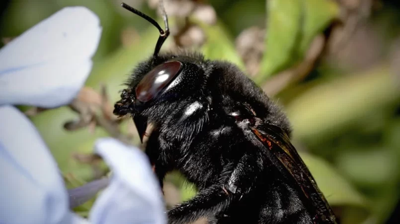Large black bee