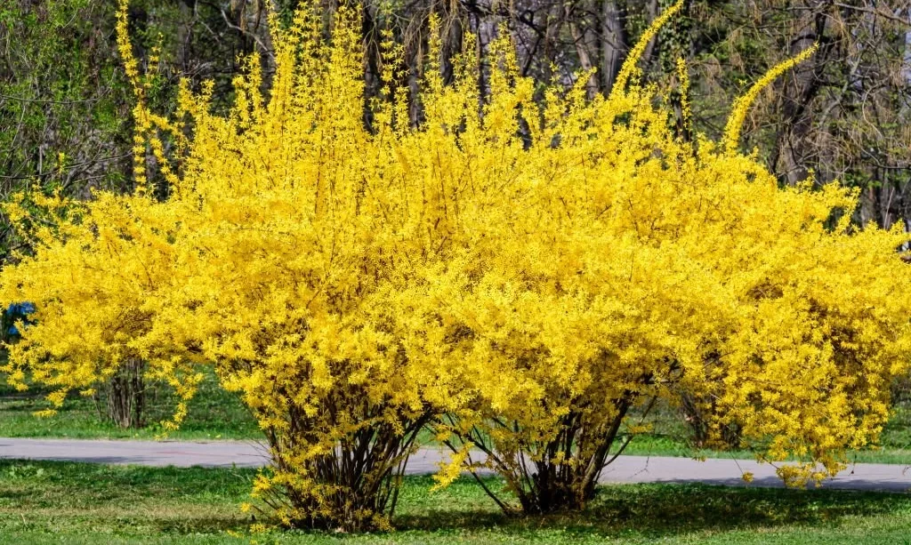 Large bush of yellow flowers of Forsythia plant