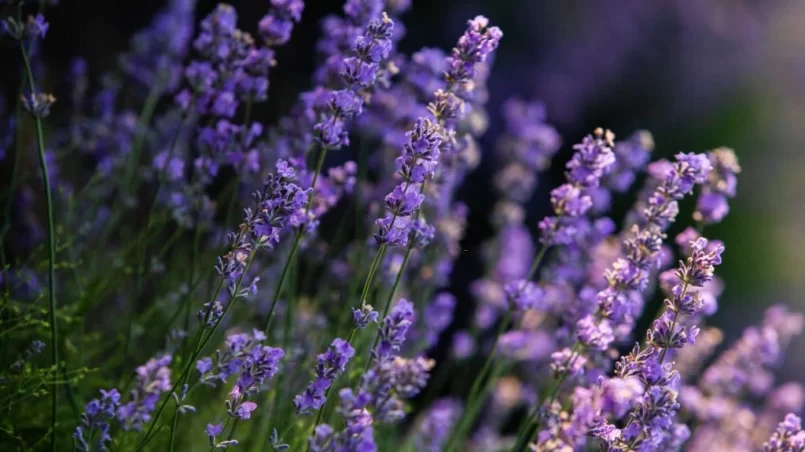 Lavender field