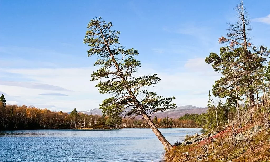 Leaning pine tree at the lake