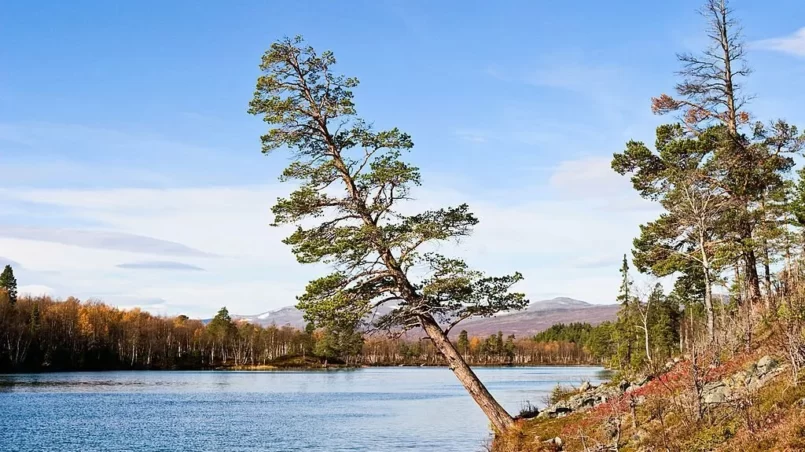 Leaning pine tree at the lake