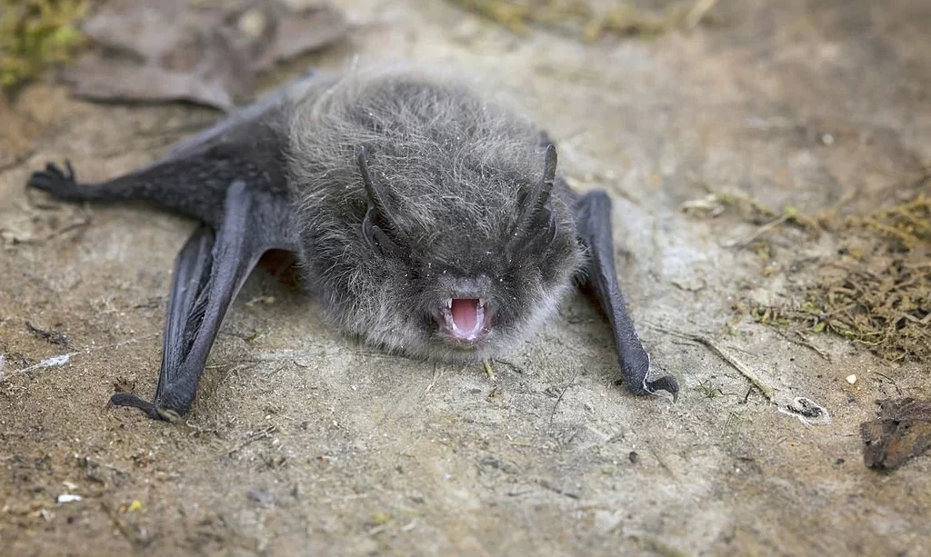 Little Brown Bat (Pipistrellus pipistrellus)