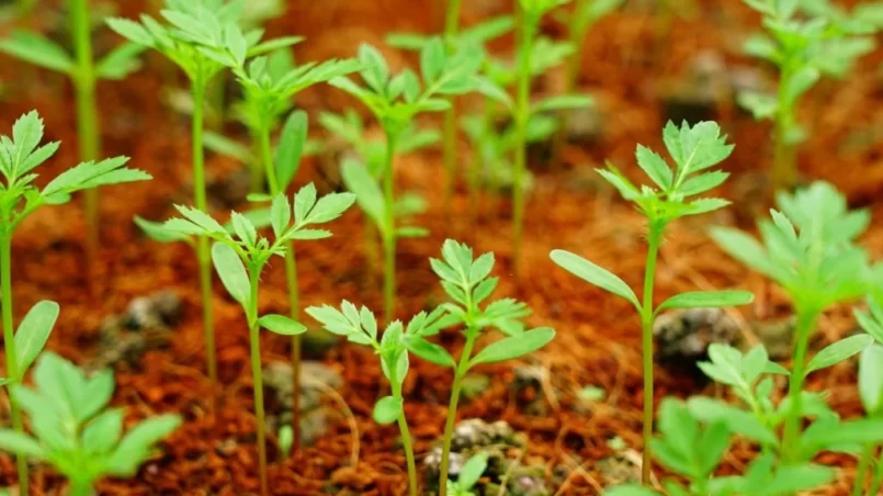 Little Green Sprouts of Marigolds