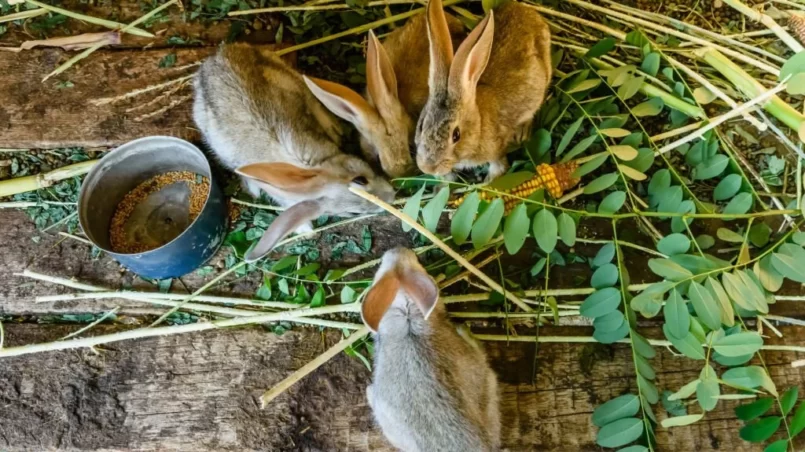 Little gray rabbits eating grass