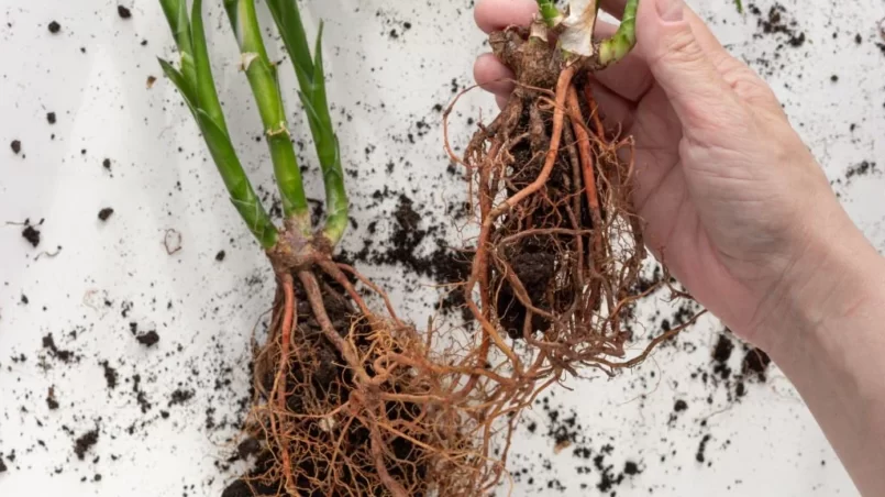 Lucky bamboo root in hand