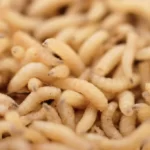 Maggots in a container