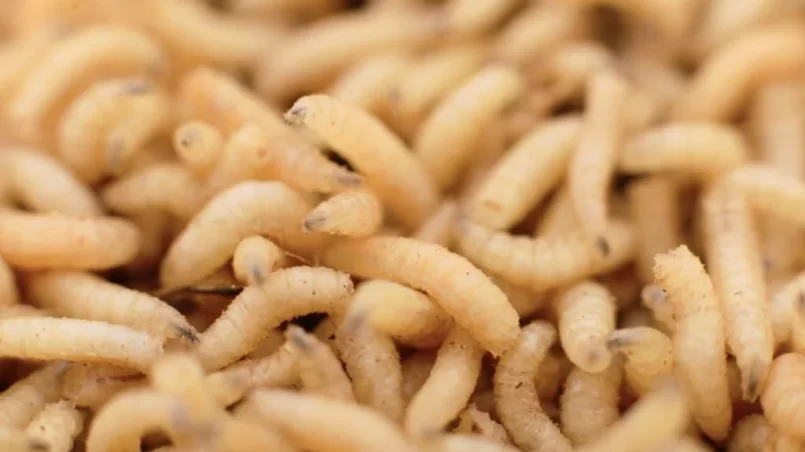 Maggots in a container