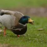 Male duck eating grass