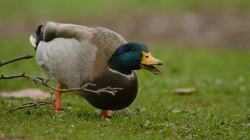 Male duck eating grass