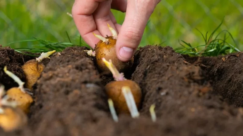 Manual planting of potato tubers in the ground