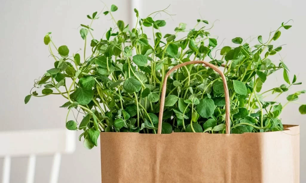 Microgreen peas in shopping bag