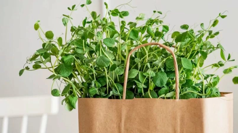 Microgreen peas in shopping bag