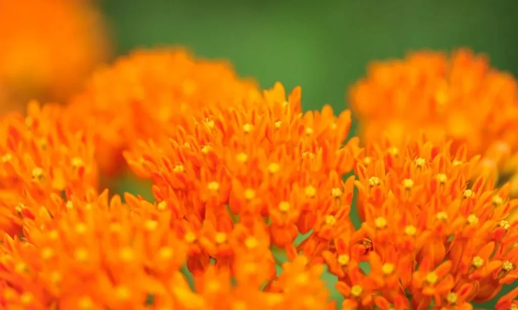 Milkweed flowers