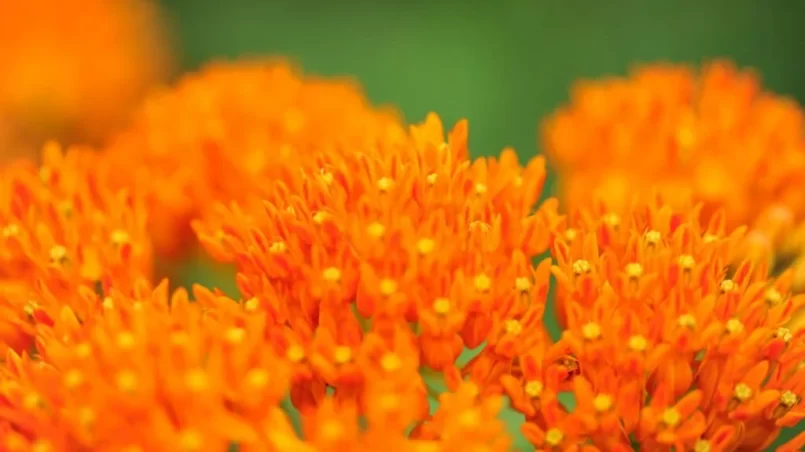 Milkweed flowers