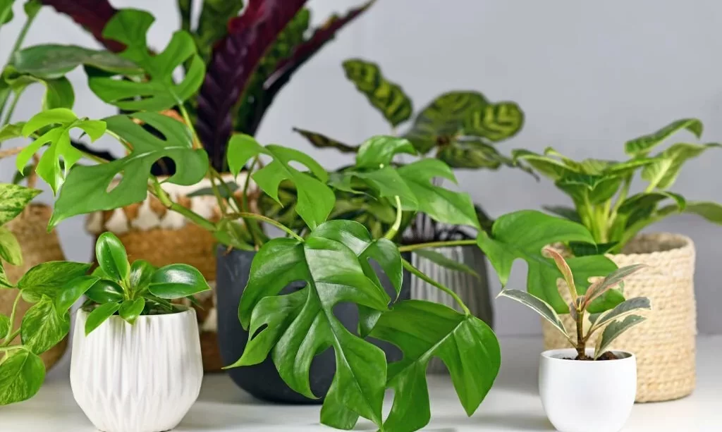 Mini monstera with other houseplants