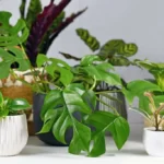 Mini monstera with other houseplants