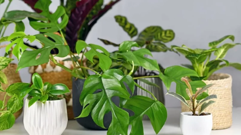 Mini monstera with other houseplants