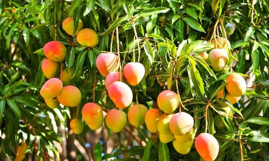 Miyazaki mangoes on a tree
