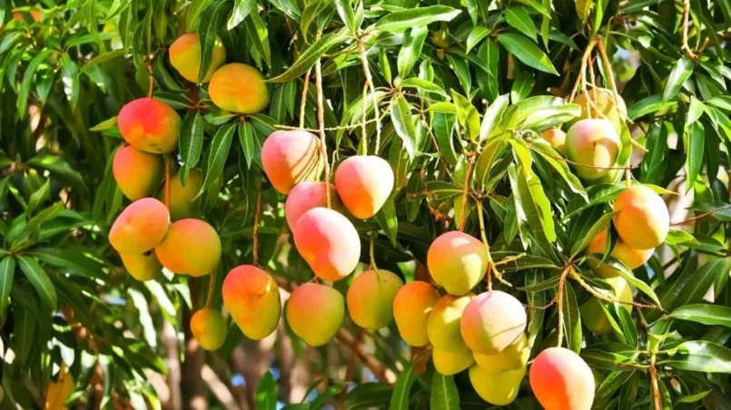 Miyazaki mangoes on a tree