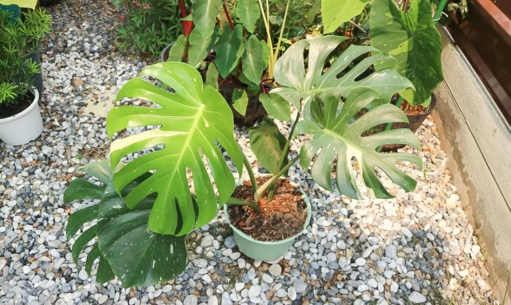 Monstera plant outside