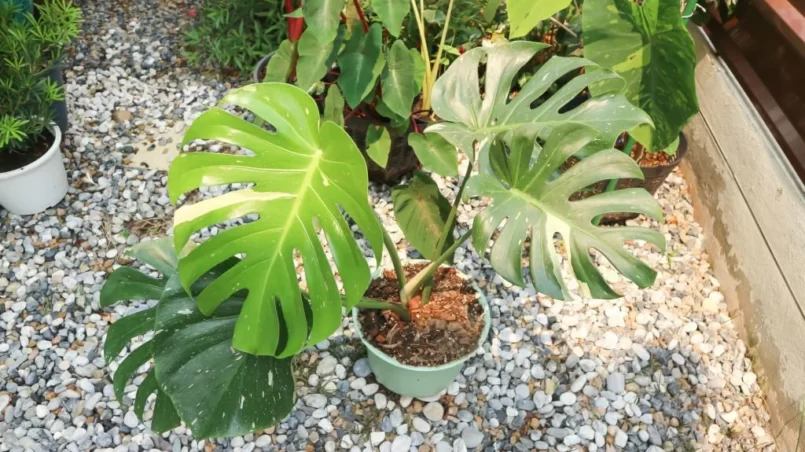 Monstera plant outside