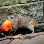 Mouse carries a persimmon