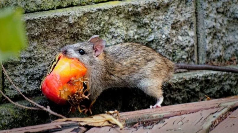 Mouse carries a persimmon