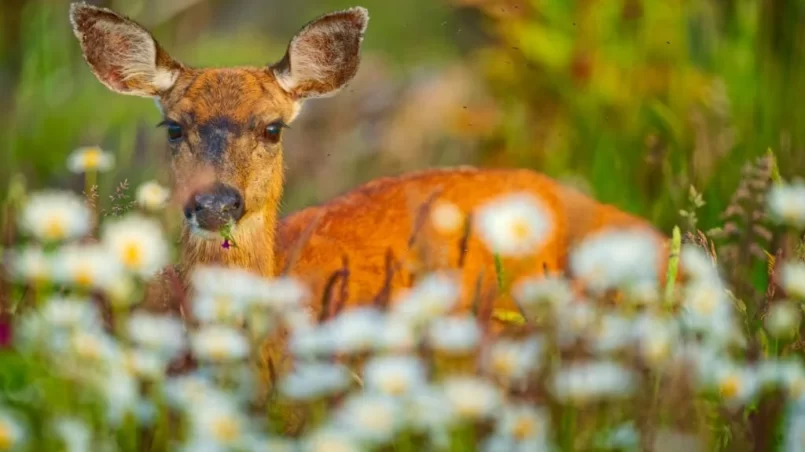 Mule deer