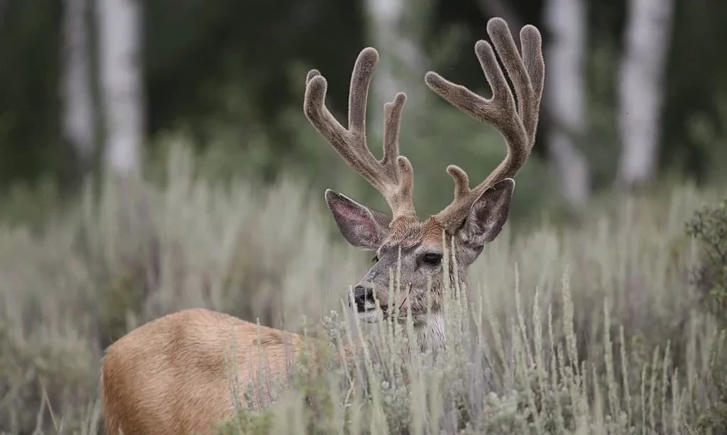 Mule deer buck in velvet stands in sage brush