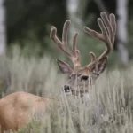 Mule deer buck in velvet stands in sage brush