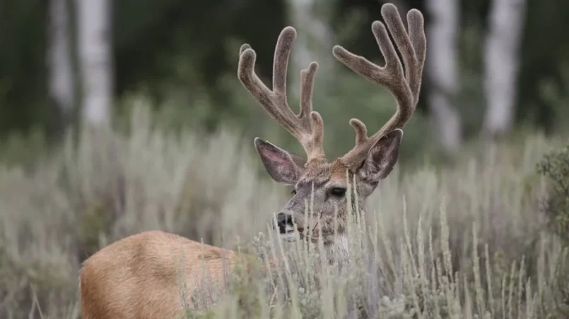 Mule deer buck in velvet stands in sage brush