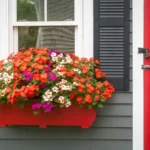 Multicolored impatiens flowers grow in a window- box