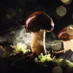 Mushroom spores