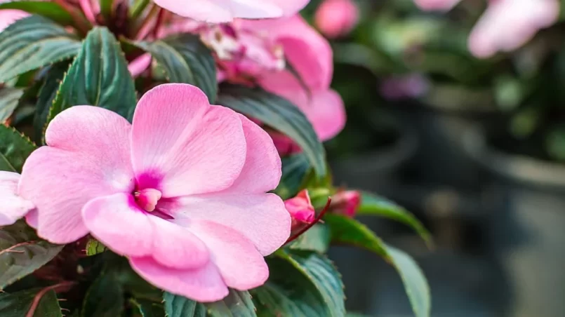 New Guinea Impatiens