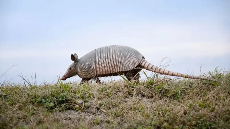 Nine-banded Armadillo