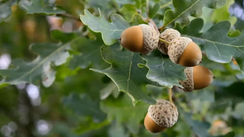 Oak acorn