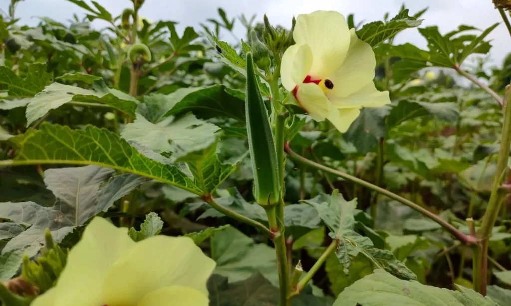 Okra plant with flower