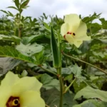 Okra plant with flower