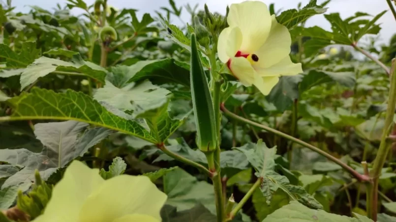 Okra plant with flower