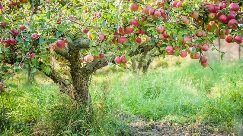 Old apple tree with fruits