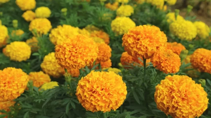 Orange and Yellow Blooming Marigold Flowers