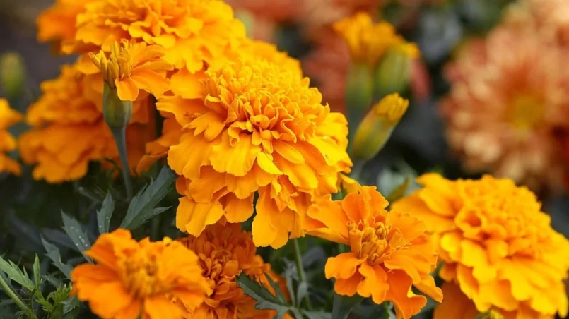 Orange marigold flowers