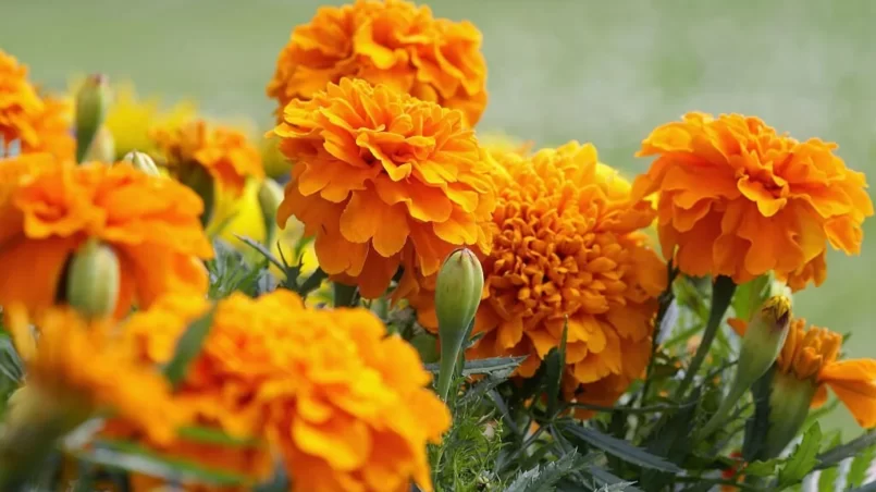 Orange marigold flowers