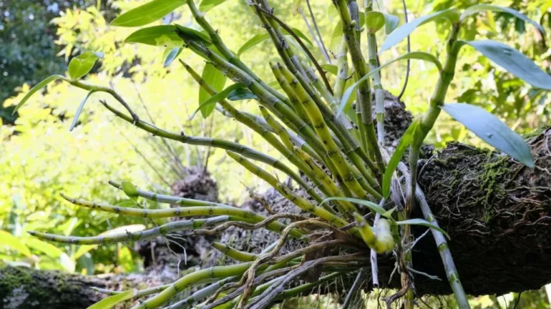 Orchid growing on a large tree