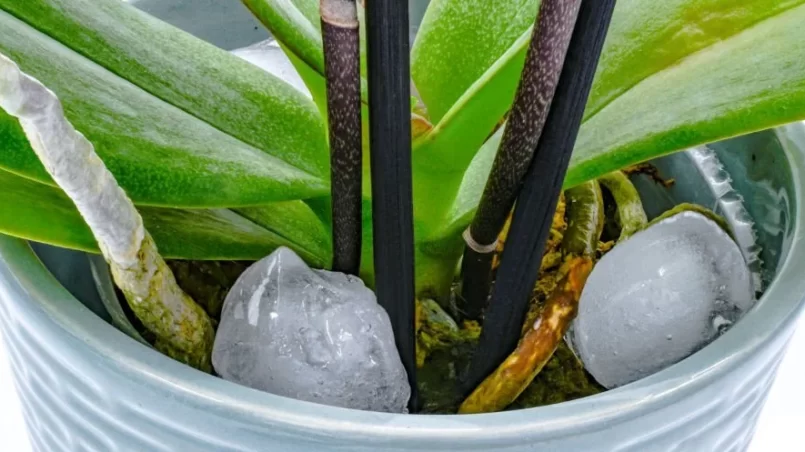 https://thegardenbugdetroit.com/wp-content/uploads/2023/10/Orchid-watering-with-ice-cubes-805x452.webp