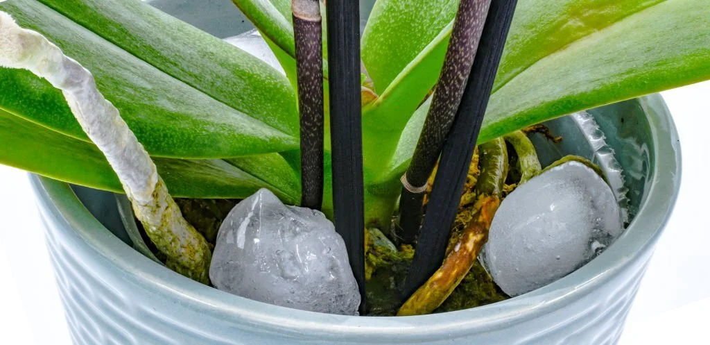 Orchid watering with ice cubes