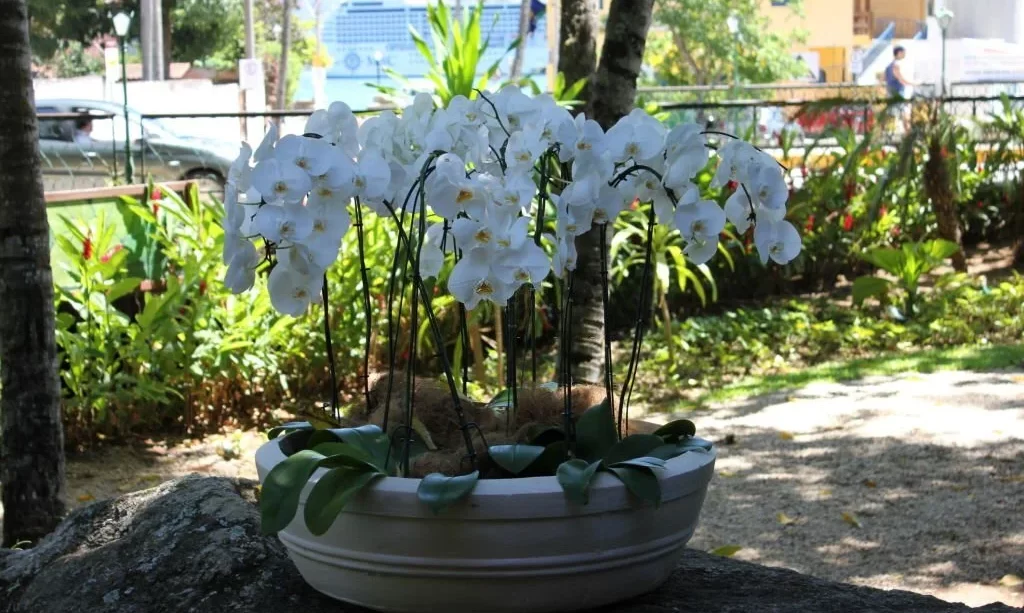 Orchids in vase outside